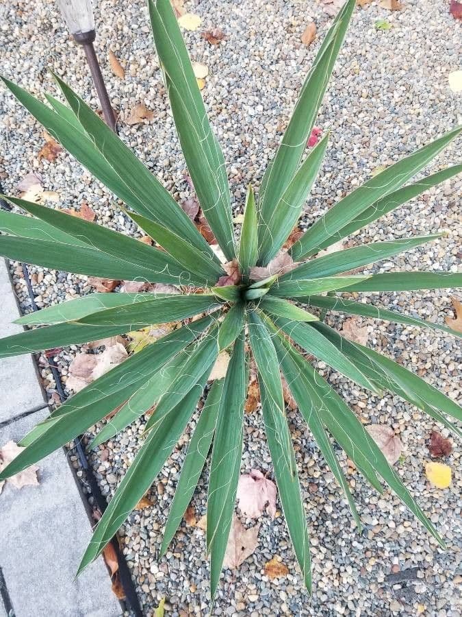 Arkansas-Yucca 20