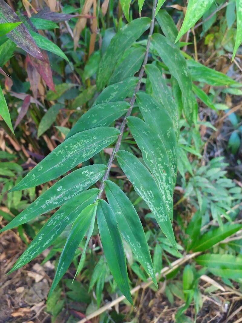 Lasiacis maculata 11