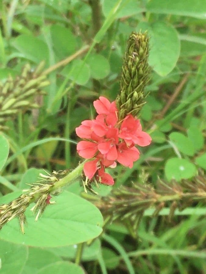 Indigofera 8