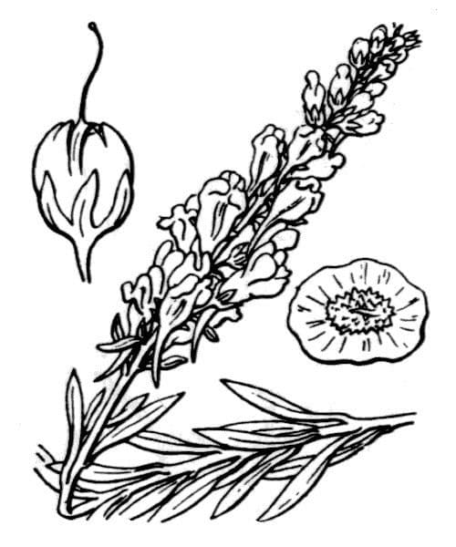Schmalblättriges Leinkraut 23