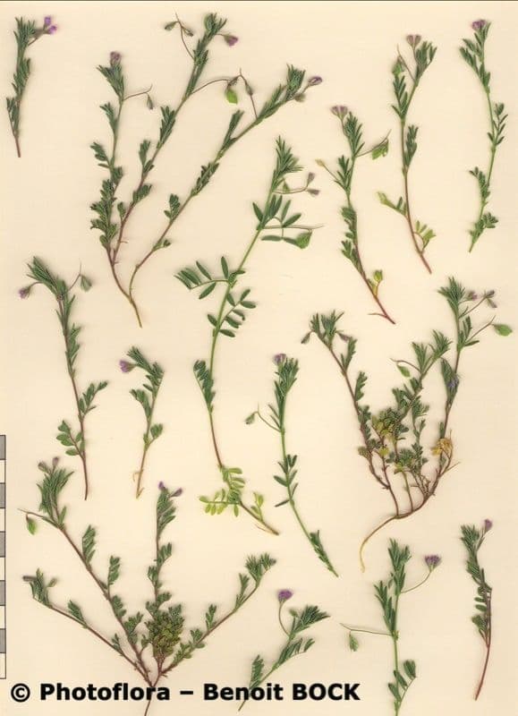 Vesce lenticulaire 23