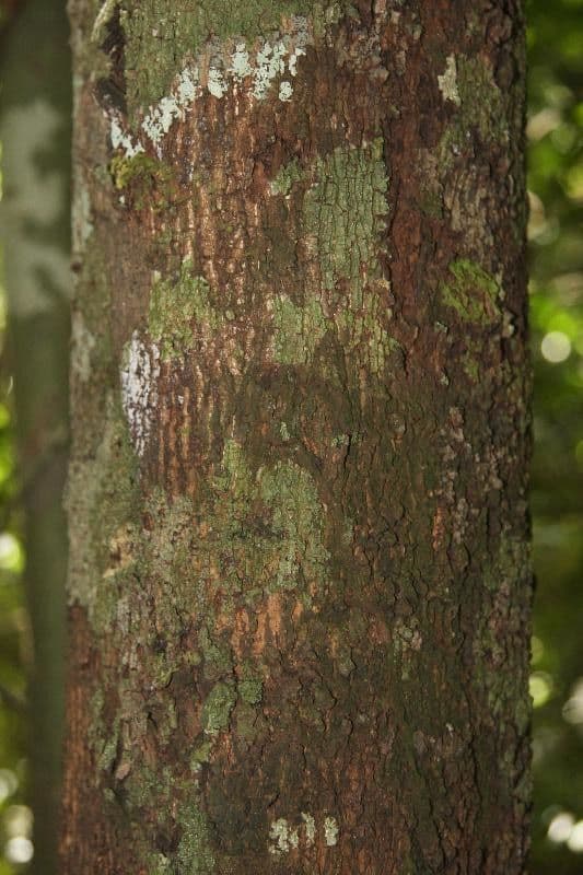 Xylopia più bella 8
