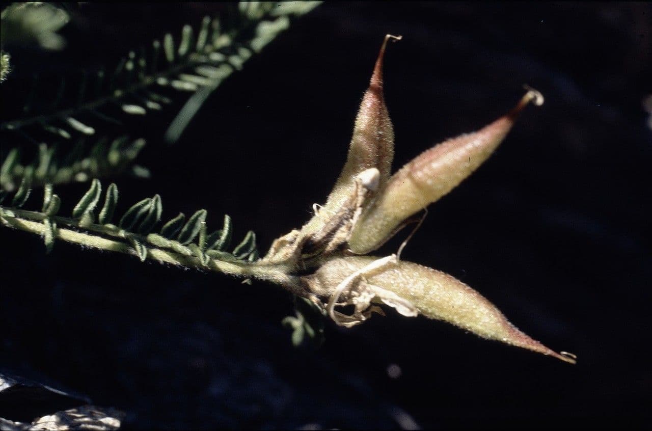Oxytropis fetida 2