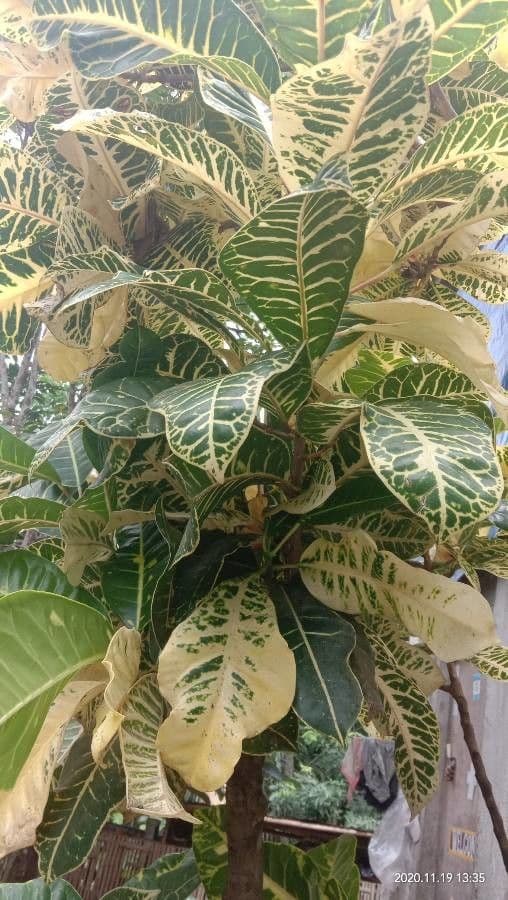 Croton 3