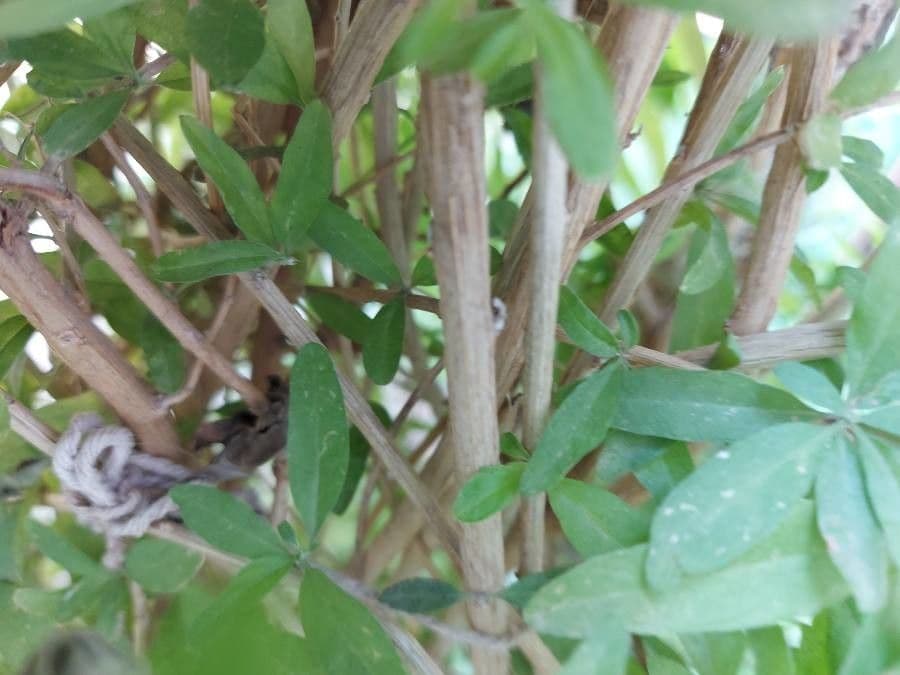 Aloysia 6