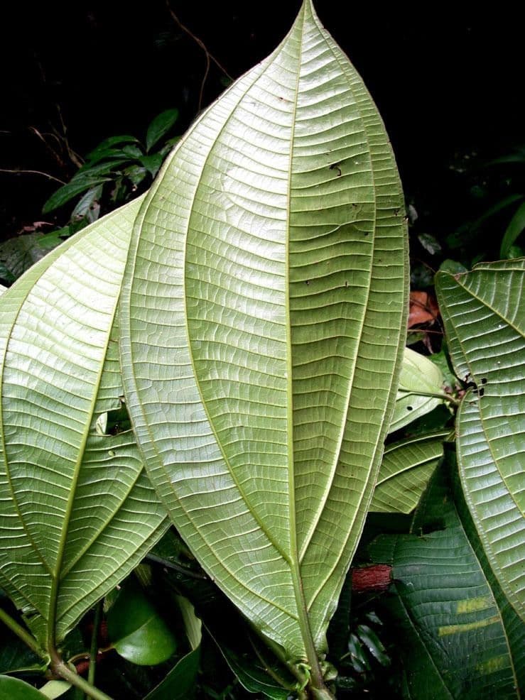 Miconia 8
