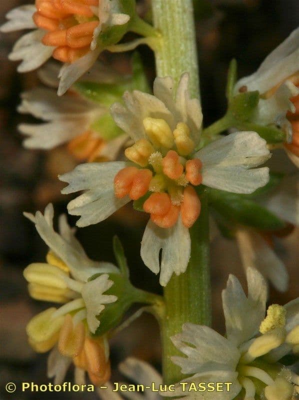 Reseda barrelieri 4