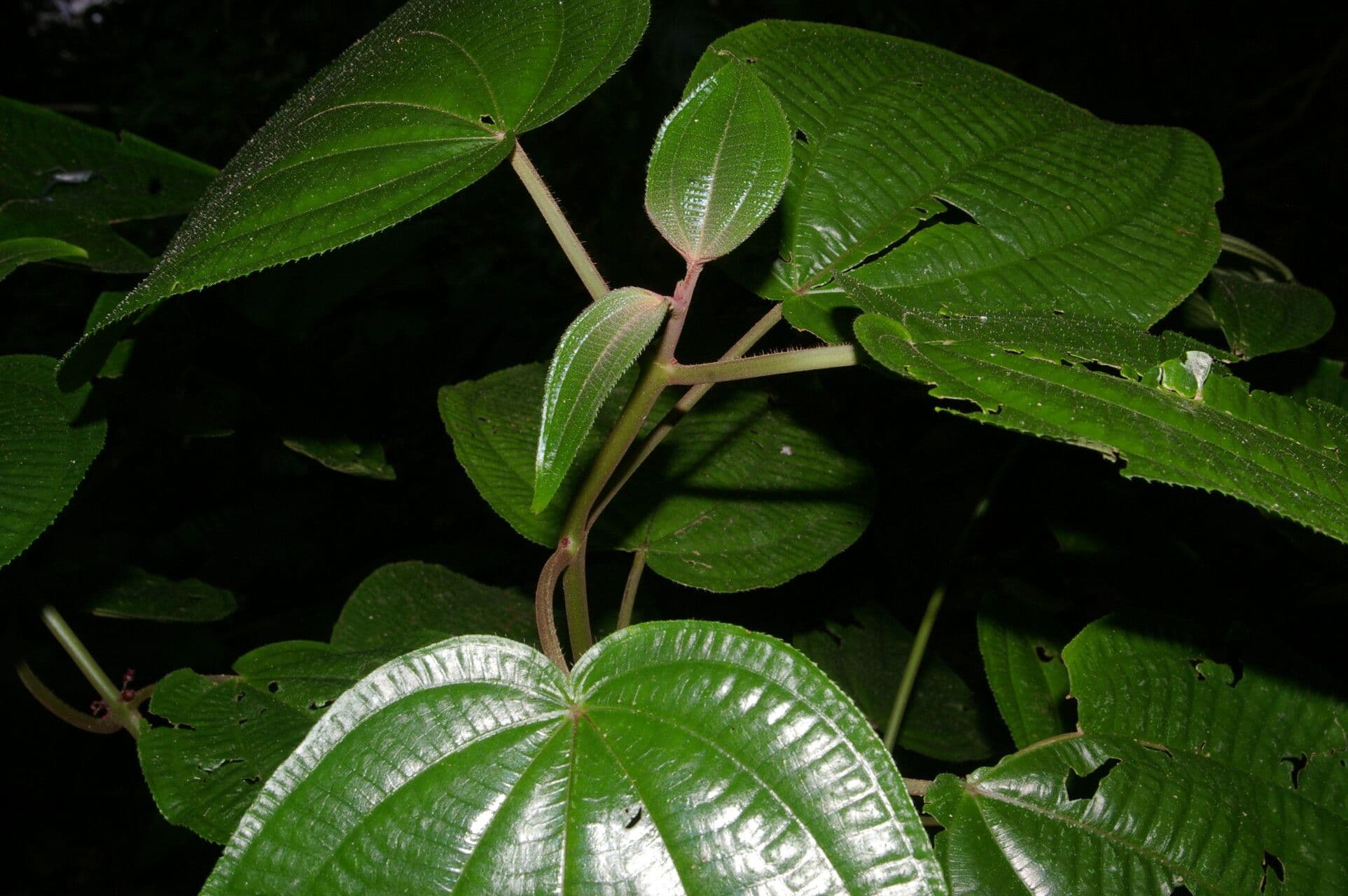 Miconia 6