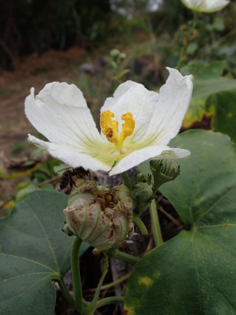 Zucca selvatica 6