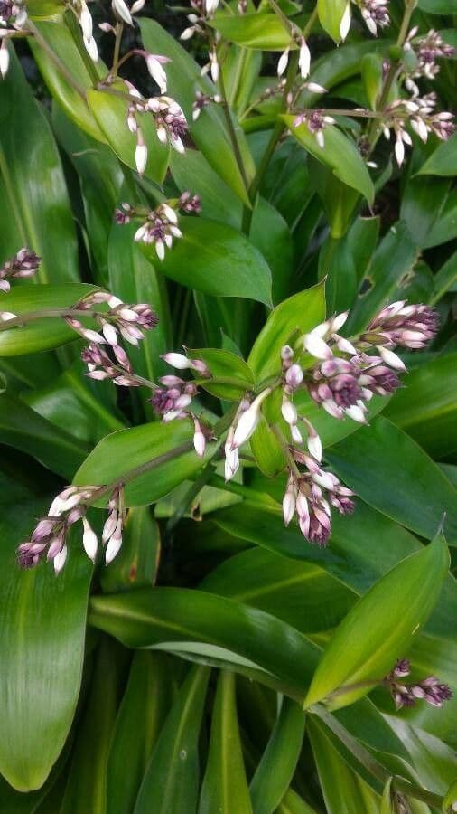 Alpinia zerumbet 26