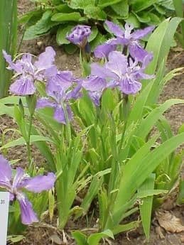 Iris dei tetti 8