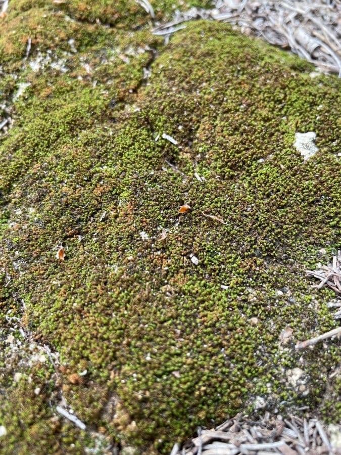 Couma guianensis 2