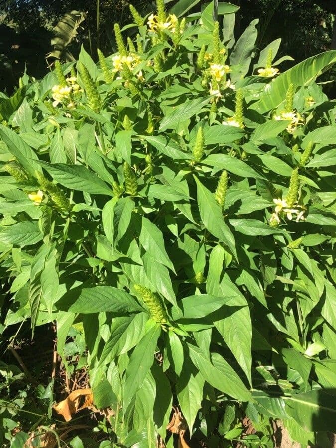 Barleria 8