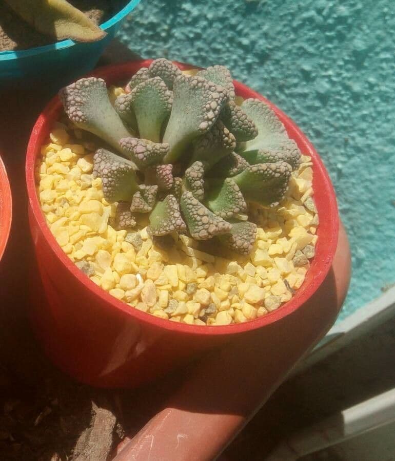 Titanopsis 15