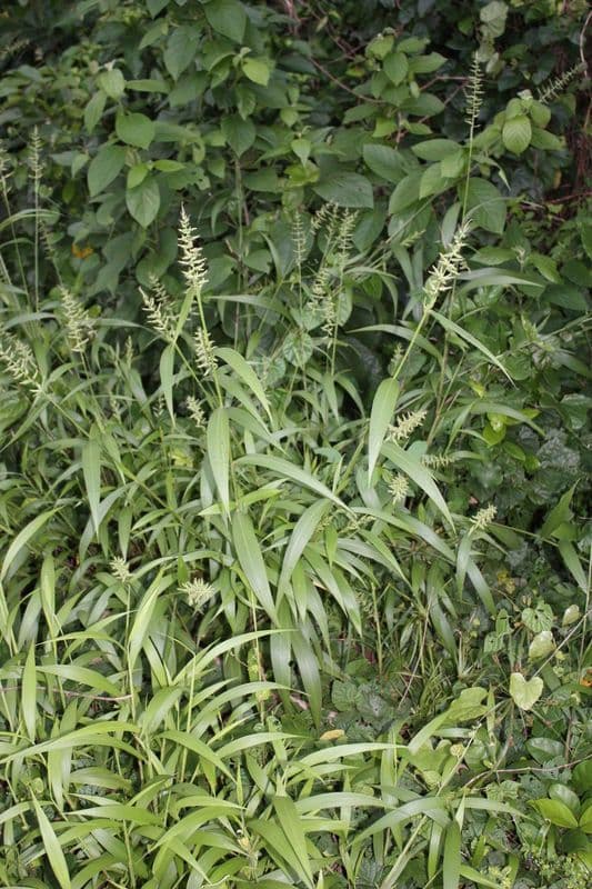 Setaria barbata 10