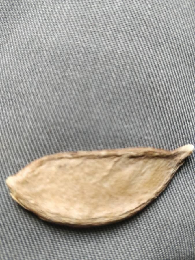 Pongamia 5