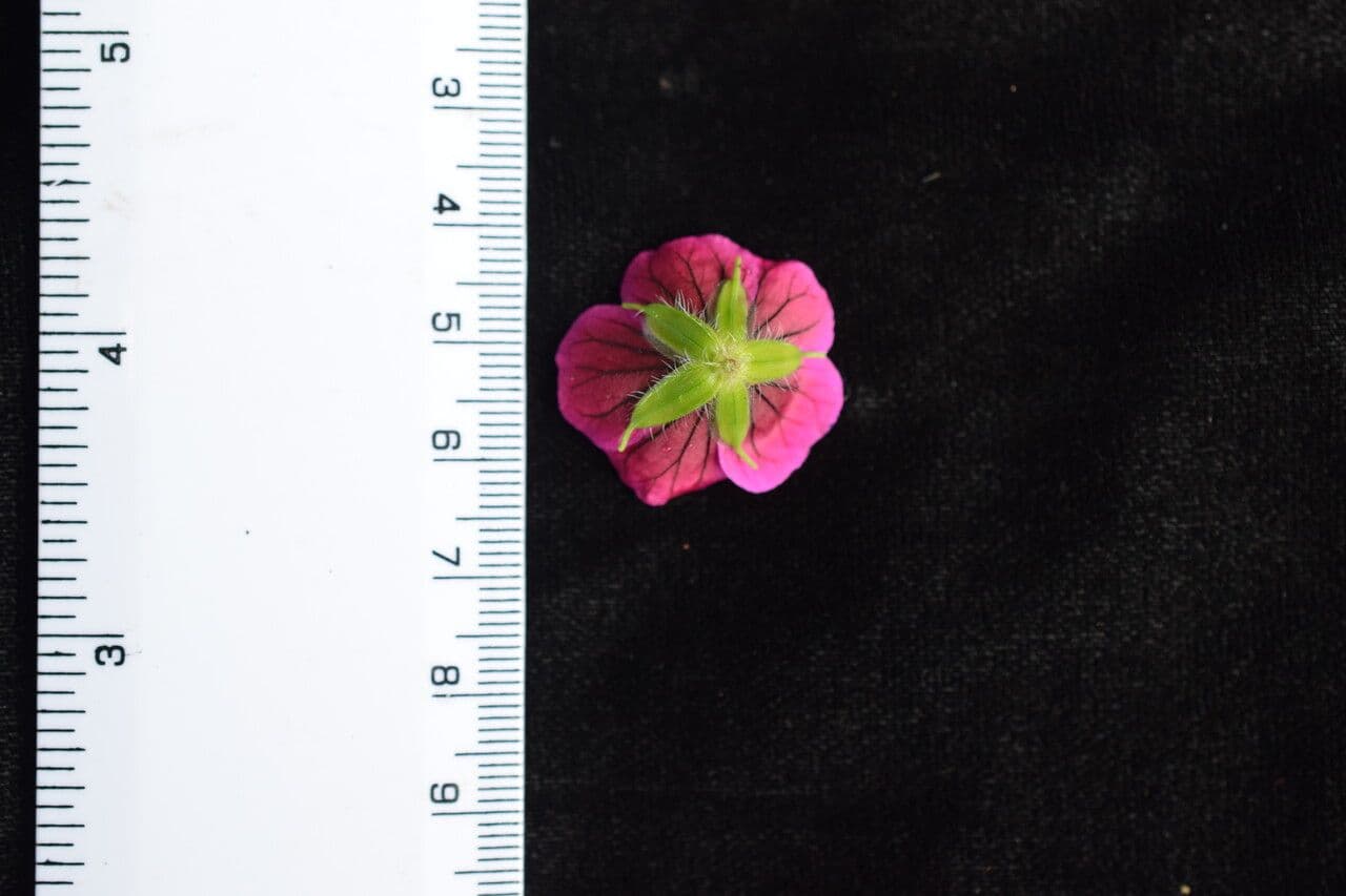 Storchschnabel 16