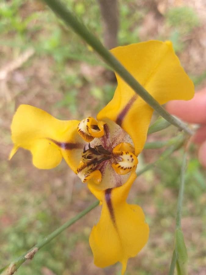 Cypella