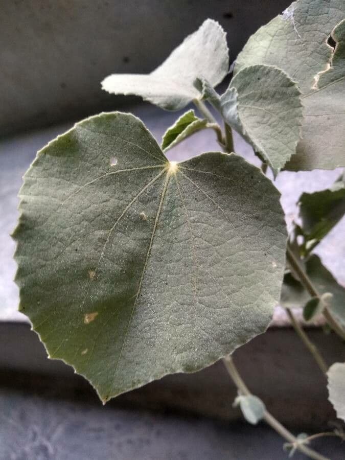 Abutilon 12