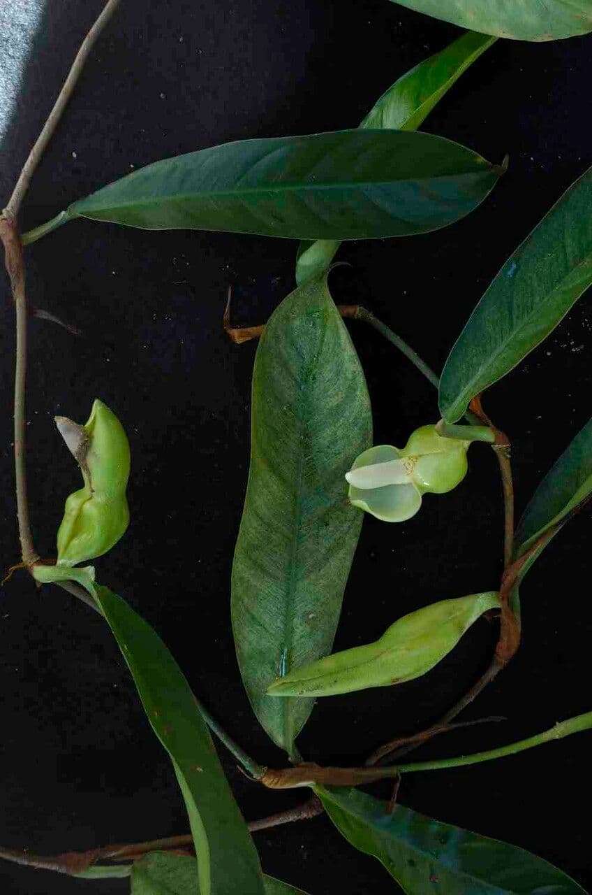 Filodendron
