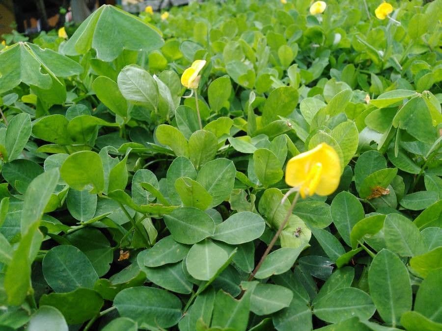 Arachis glabrata 2