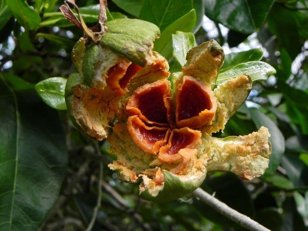 Gardenia