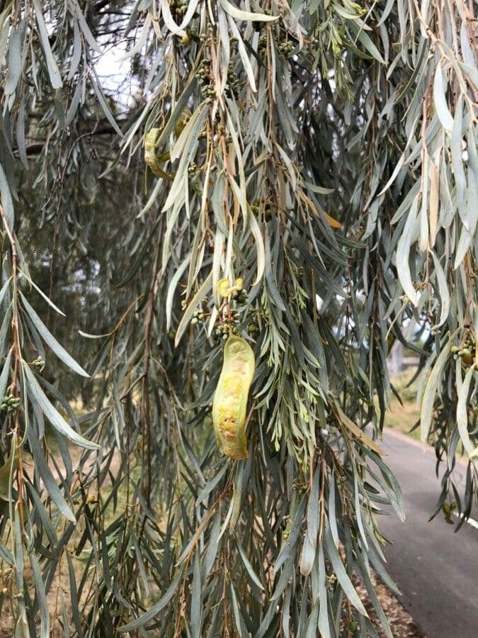 Acacia pendula 15