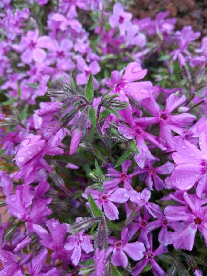 Zottiger Phlox 12