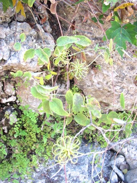 Clematis 11