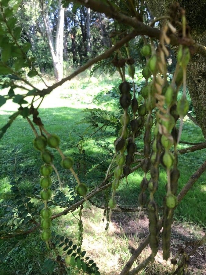 Sophora 3