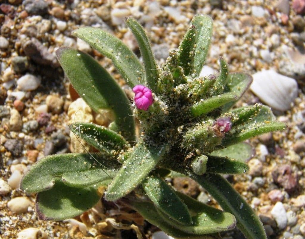 Silene 10