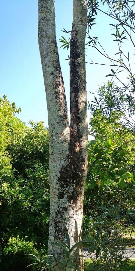 Oroxylum indiano 8