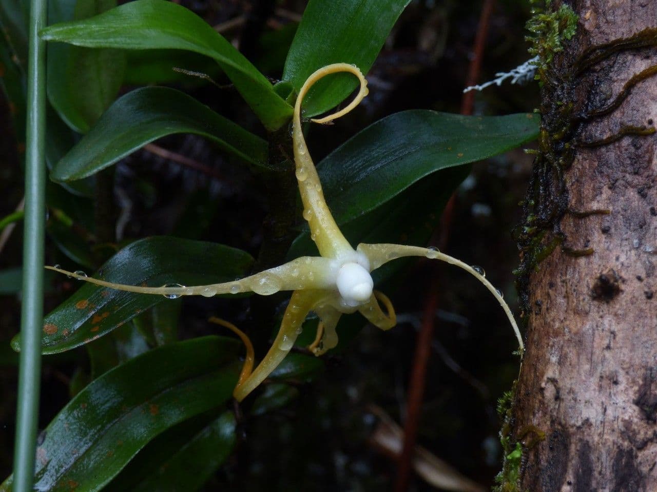 Angraecum 6