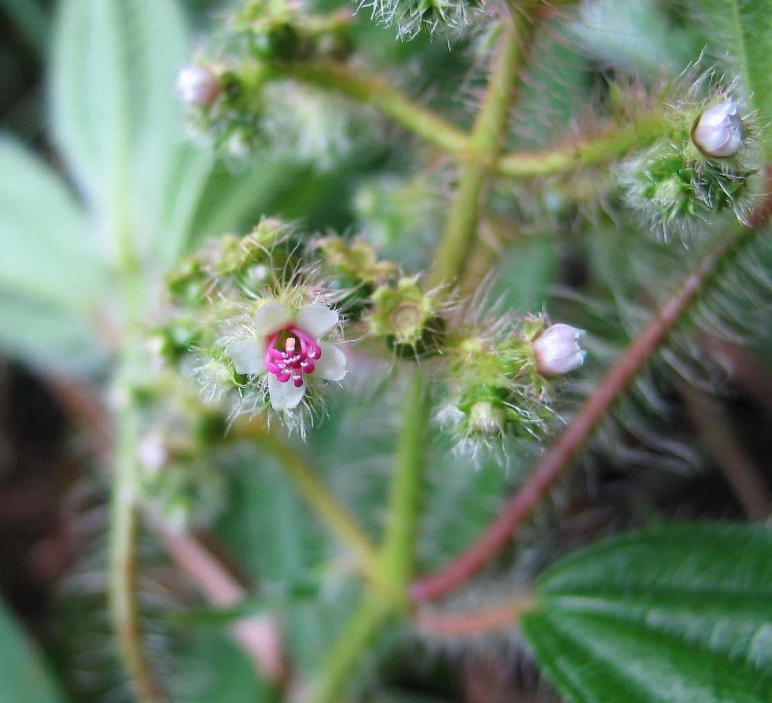 Miconia 6