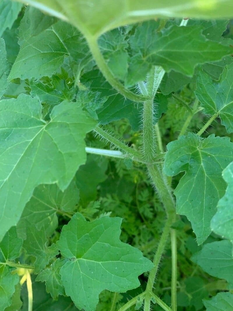 Loasa 8