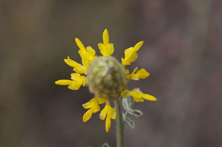Dalea 2