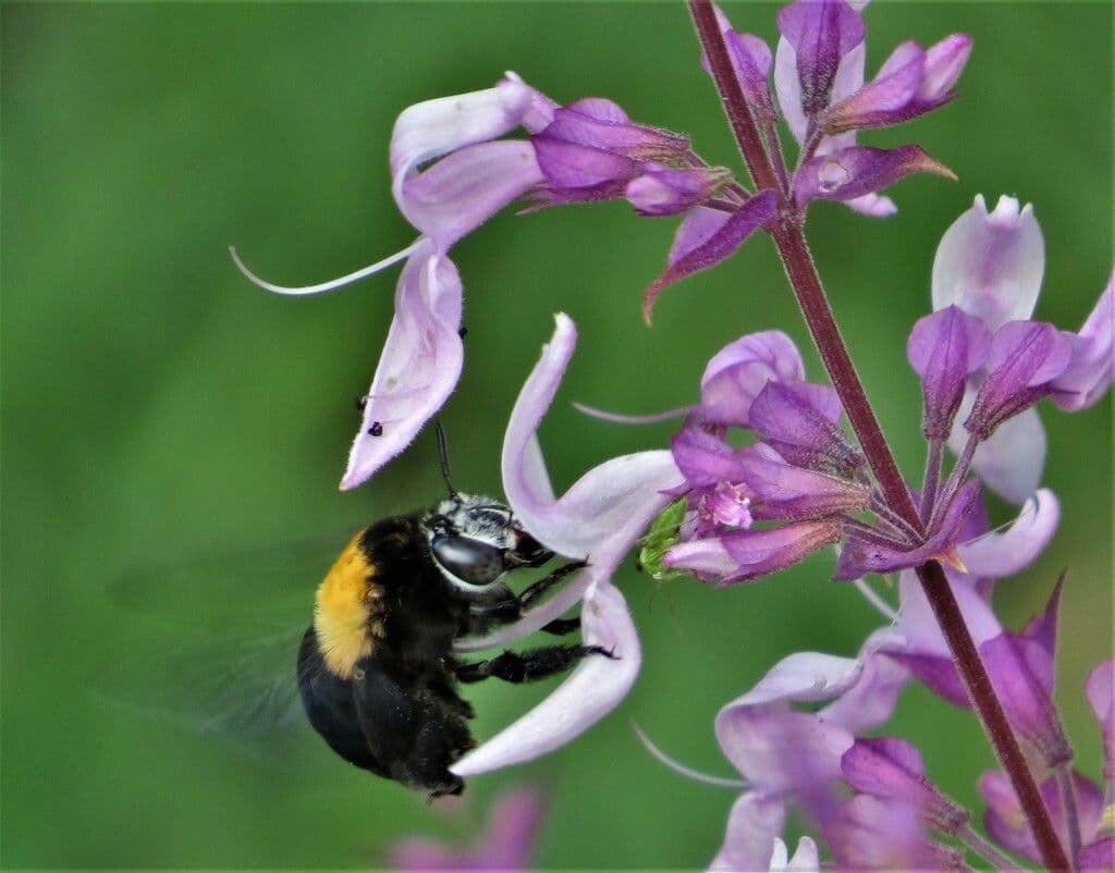 Plectranthus 2