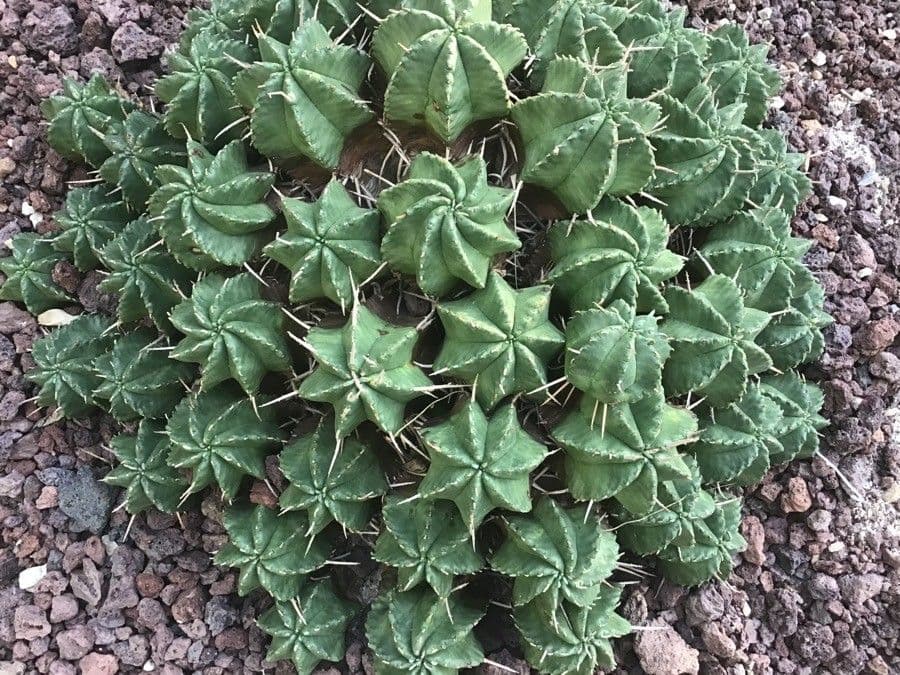 Melonensporn 2