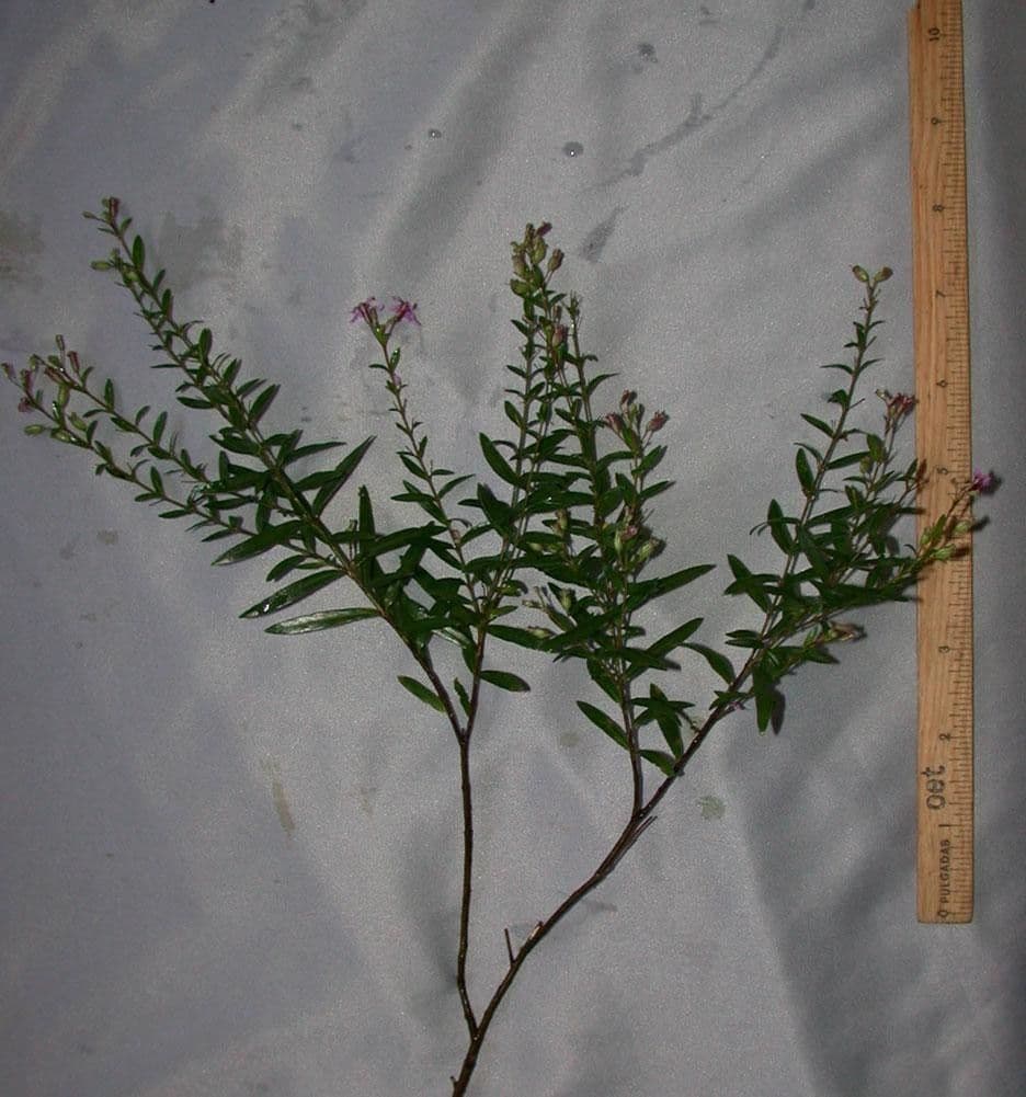 Cuphea utriculosa 14