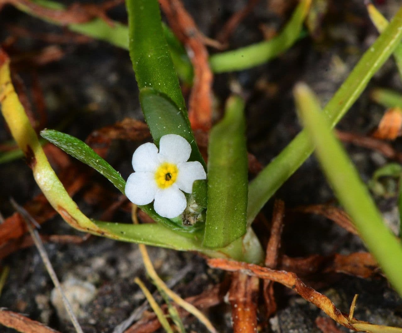 Plagiobothrys bratteato 9