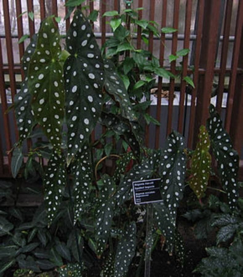 Begonia 12