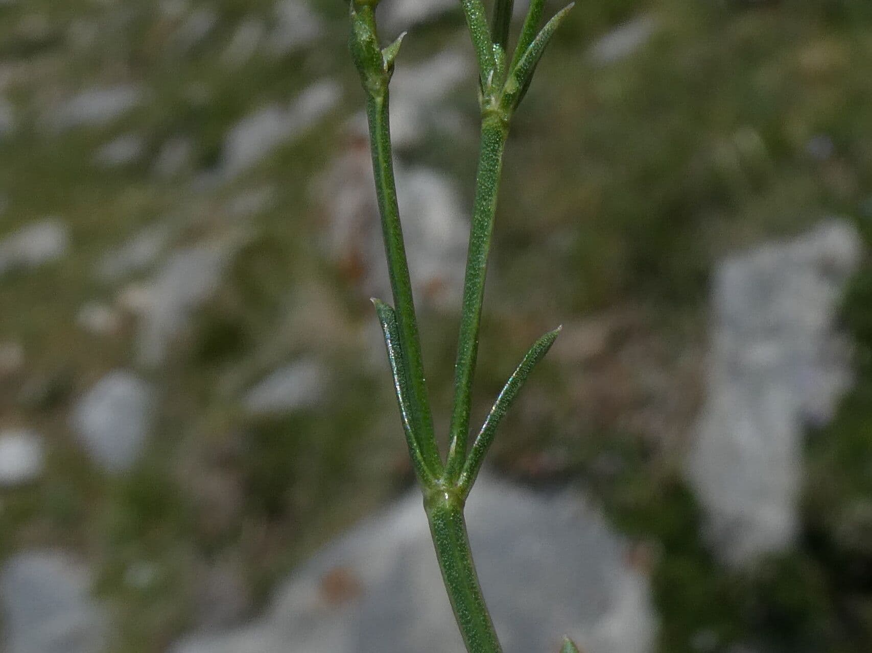 Stellina comune 19