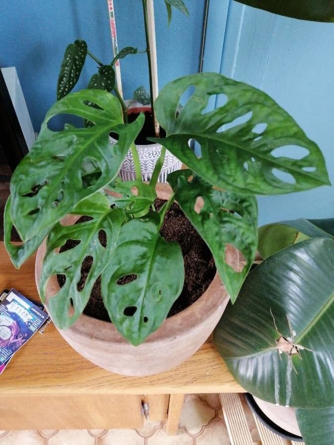 Monstera adansonii 12