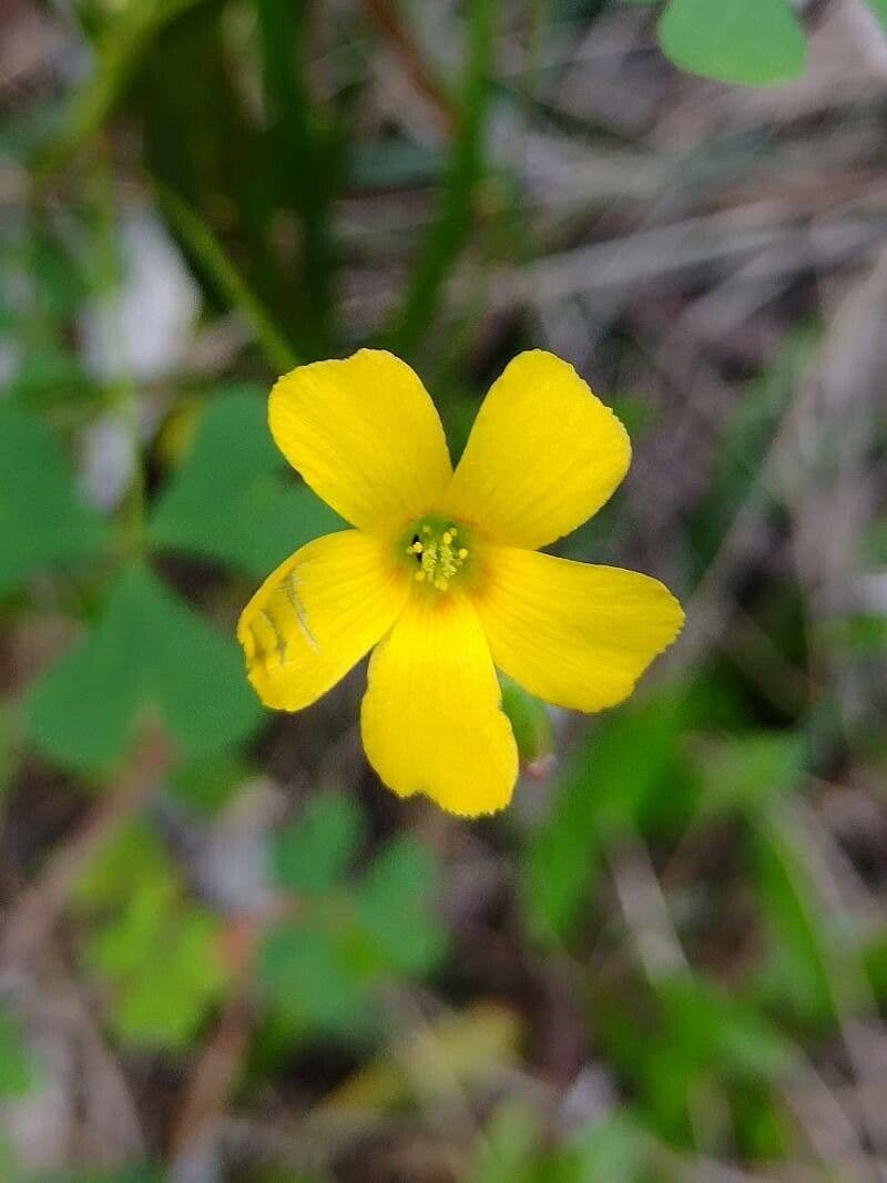 Acetosa esile 4