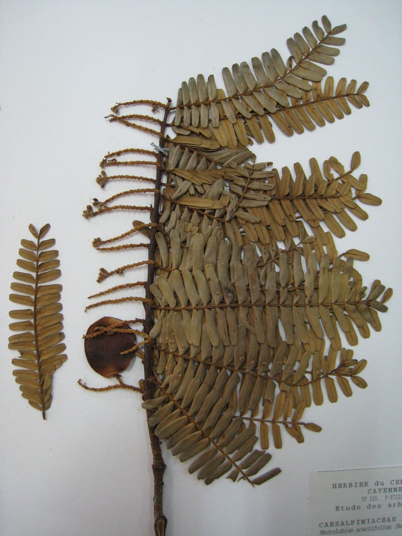 Macrolobium