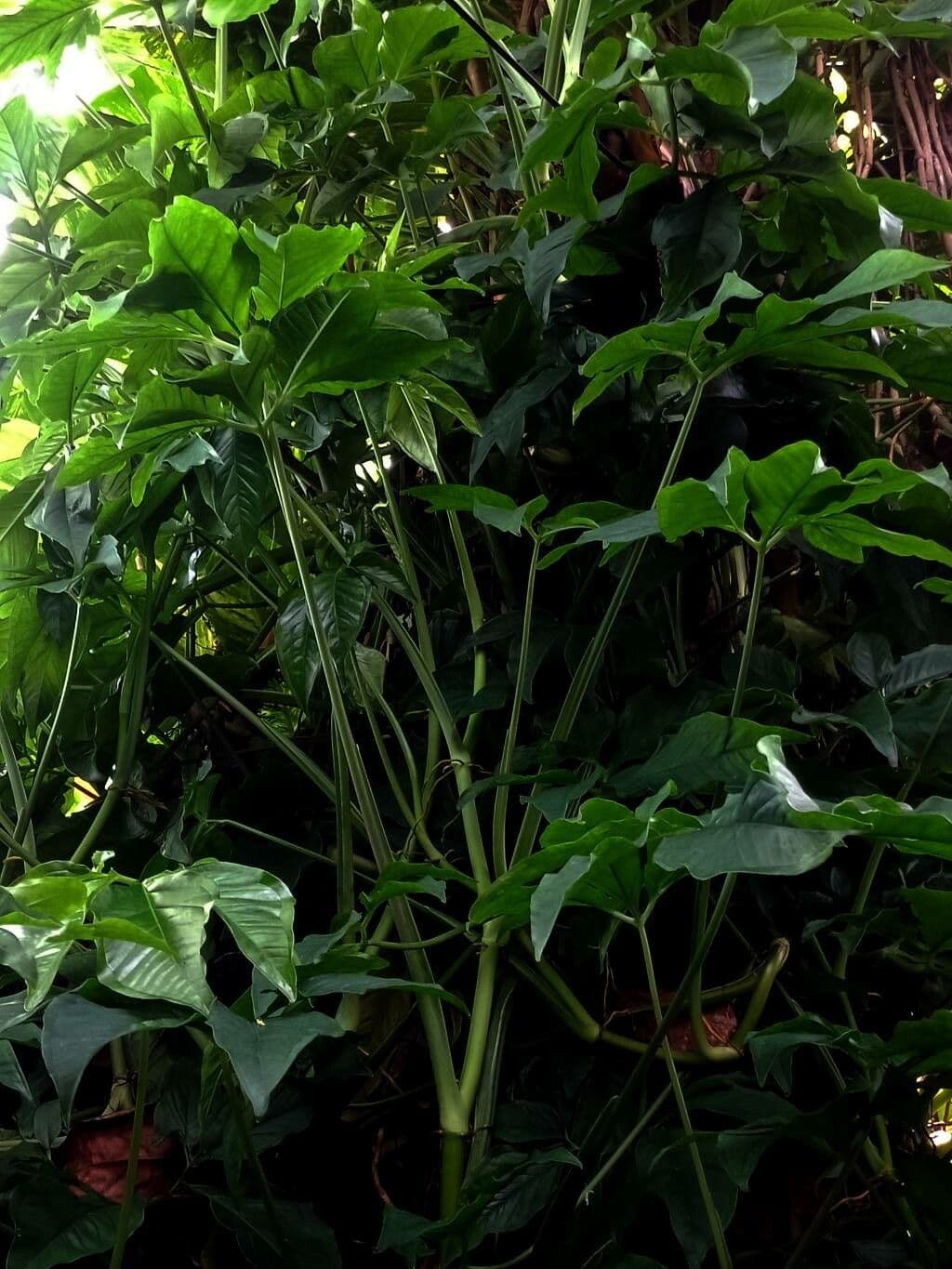 Syngonium 9