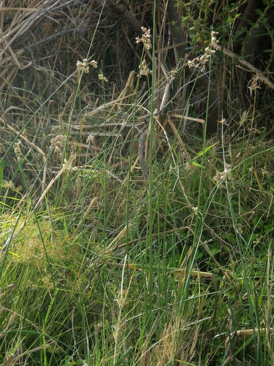 Schoenoplectus litoralis 3