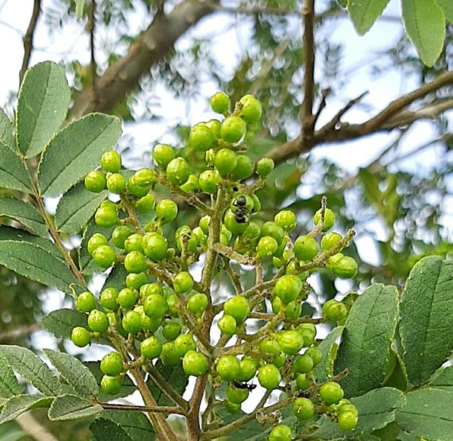 Pera glabrata