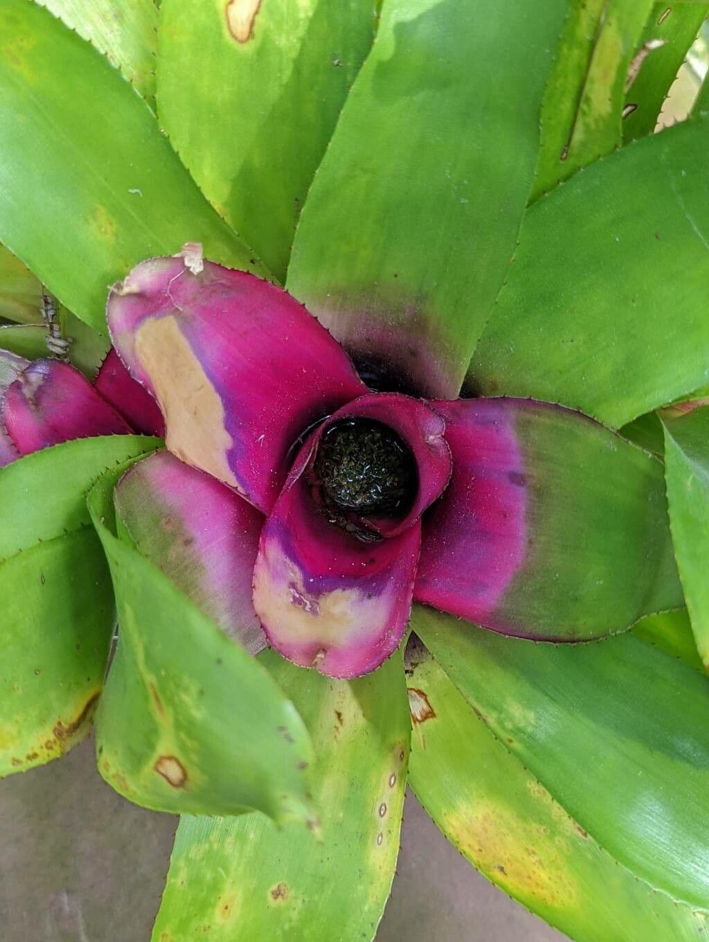 Neoregelia princeps 5