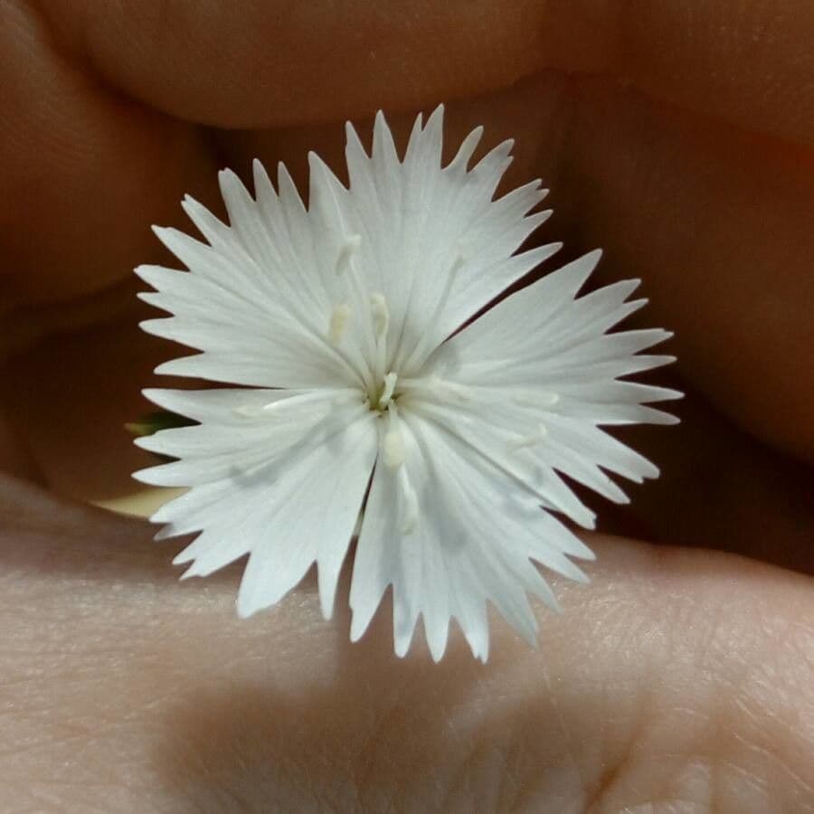 Dianthus 3